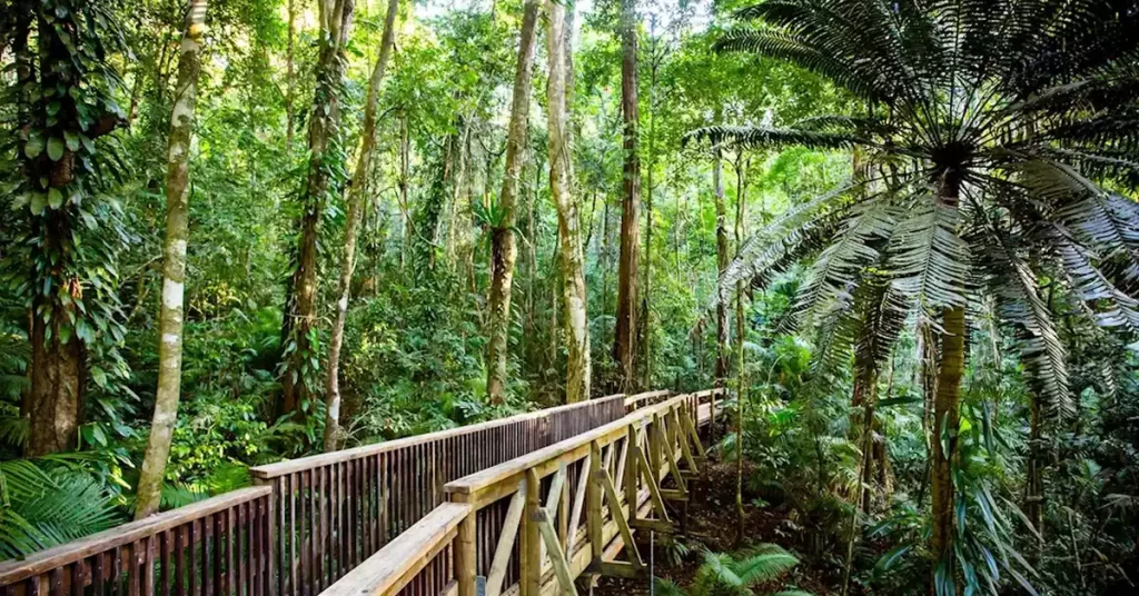 Australia Daintree Rainforest